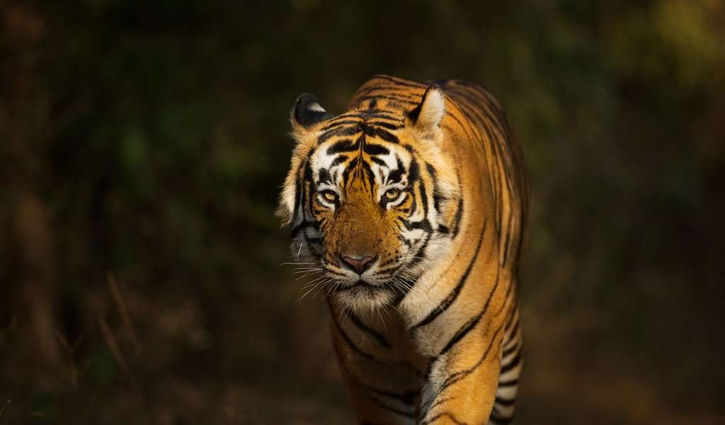 Wildlife And Tiger Safari India