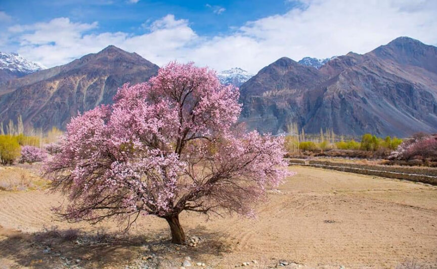 Apricot Flower Tour Ladakh