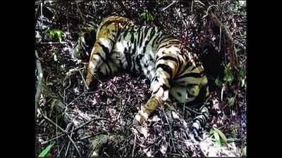 Debate On Translocation Of Tigers