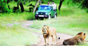 Gir Tour Packages