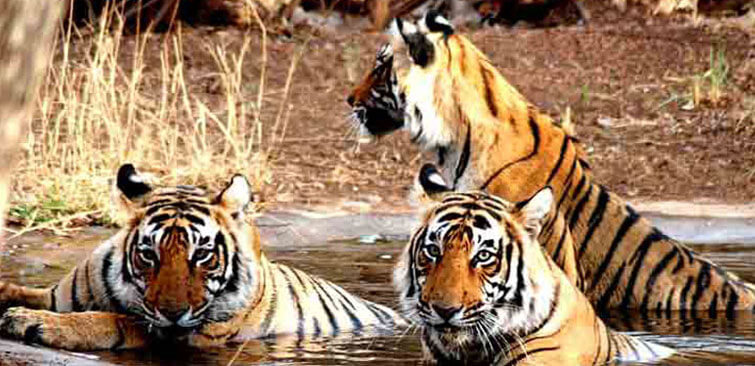 Kanha National Park Tourism Update