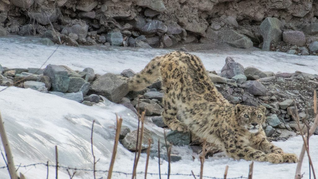 Kashmir With Real Wildlife