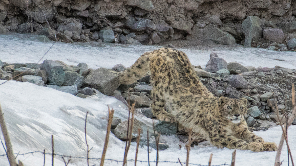 Kashmir With Real Wildlife