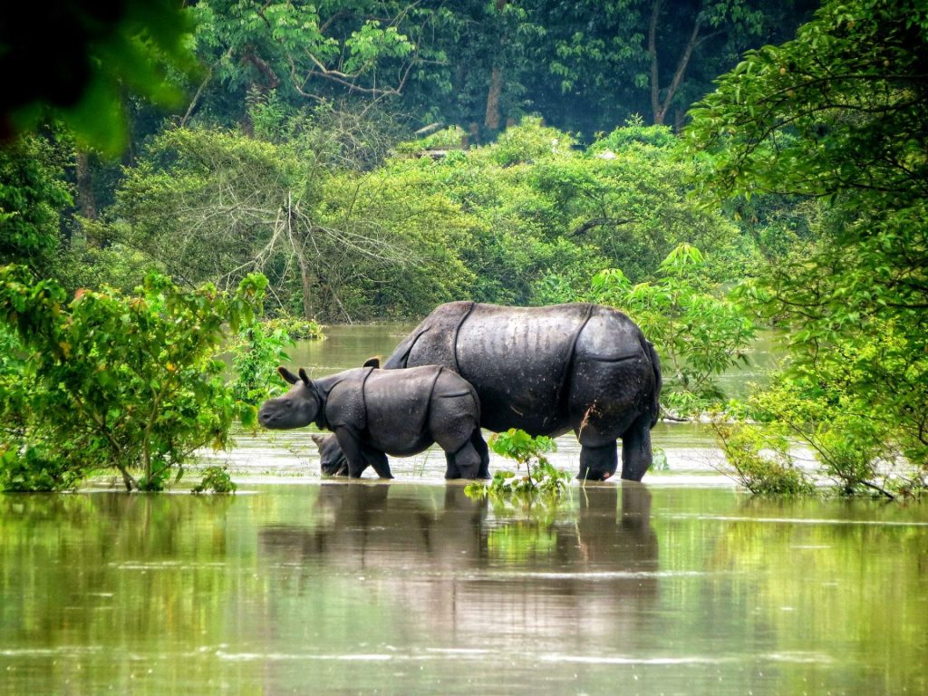 Kaziranga