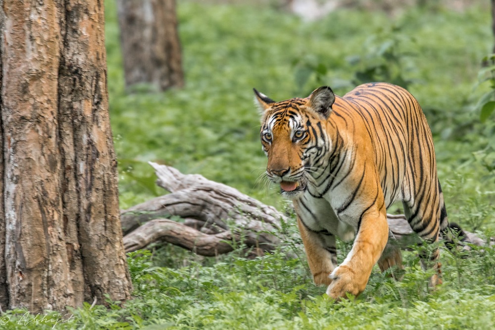 Nagarhole Weekend Tour