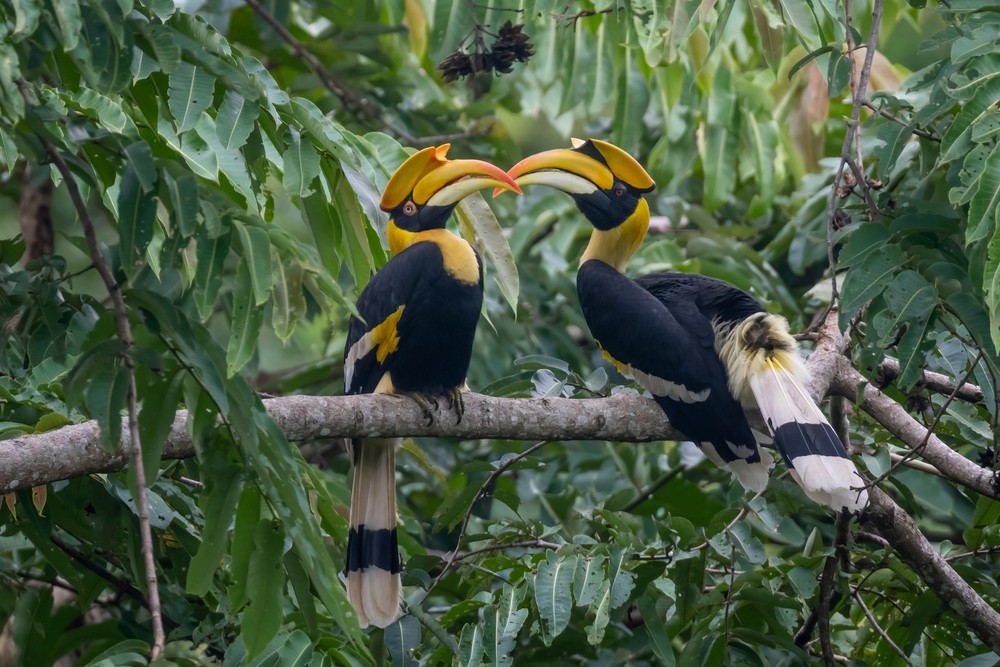 Pakshipathalam Bird Sanctuary
