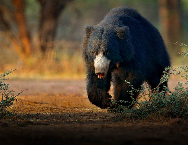 Satpura National Park