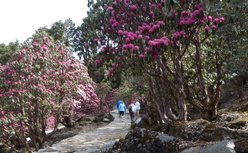 Singba Rhododendron Sanctuary Trek