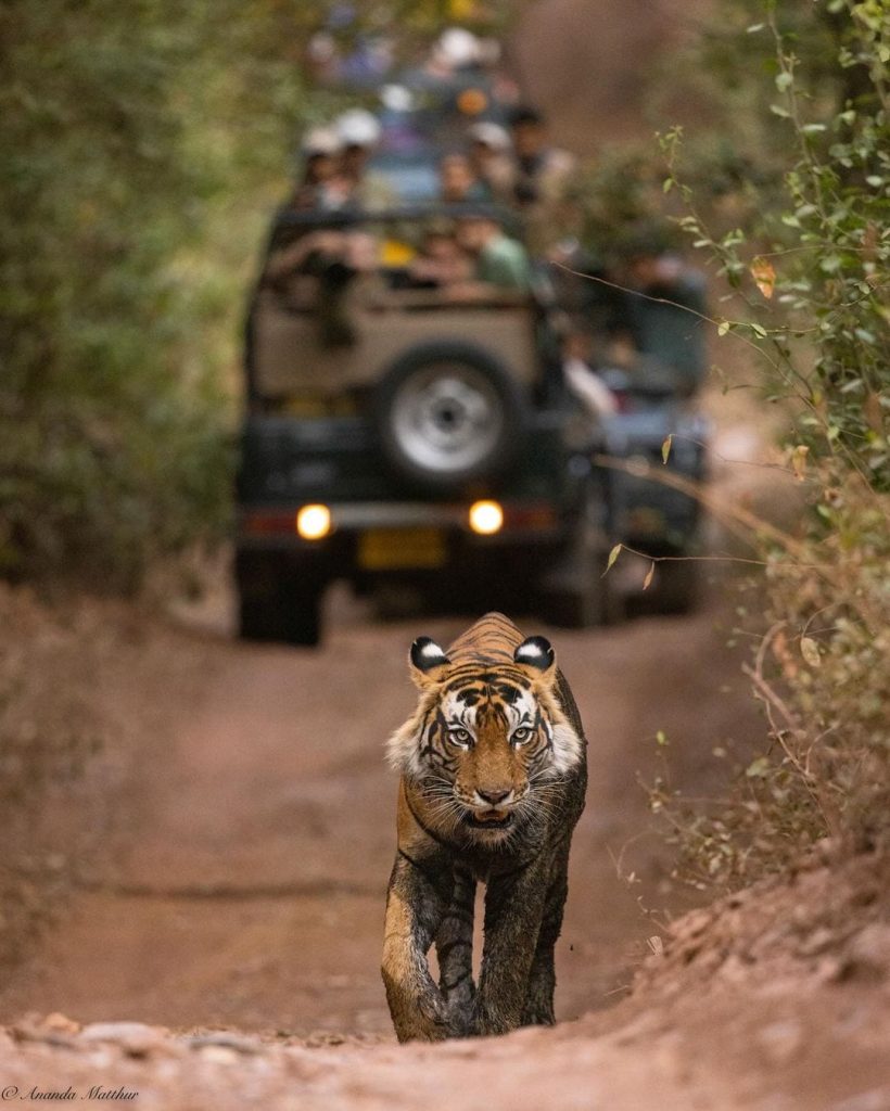 Wildlife Safari Destinations Asia