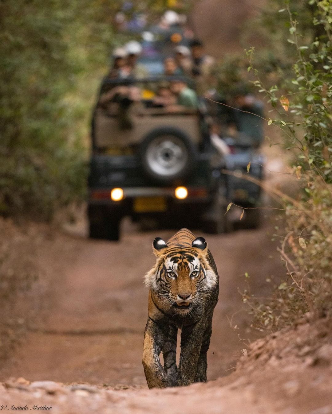 Wildlife Safari Destinations Asia
