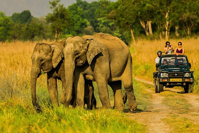 Wildlife Safaris In Corbett