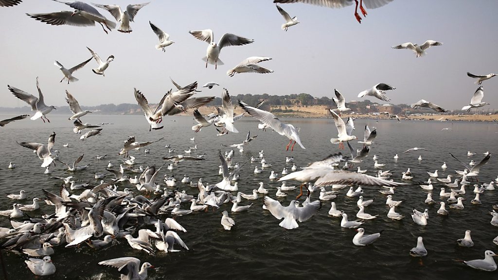 Winter Migratory Birds Population Dips Bhitarkanika